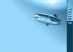 Desktop wallpapers: tiger shark